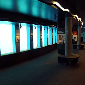 Pacific White-Sided Dolphin Exhibit - Underwater Viewing