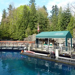 Pacific White-Sided Dolphin Exhibit - Main Pool