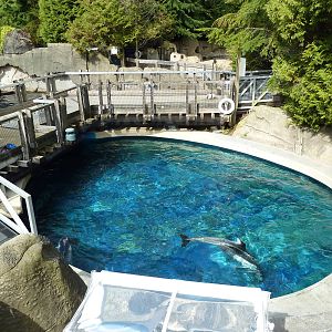Pacific White-Sided Dolphin Exhibit - Side Pool