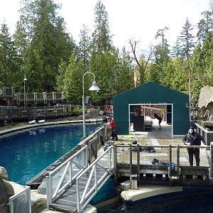 Pacific White-Sided Dolphin Exhibit - Main Pool
