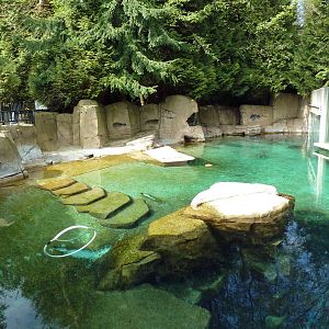 Harbour Porpoise Exhibit