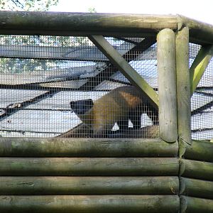 Northern yellow-throated marten at Twycross Zoo, 30 April 2011