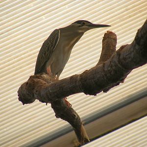 Striated heron at Twycross Zoo, 30 April 2011