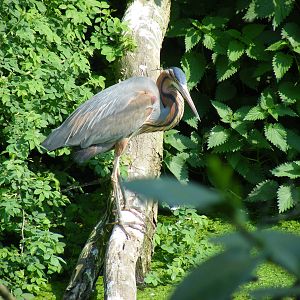 Purple heron at Twycross Zoo, 30 April 2011
