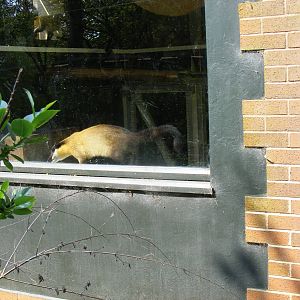 Northern yellow-throated marten at Twycross Zoo, 30 April 2011
