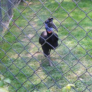 Abyssinian ground hornbill at Twycross Zoo, 30 April 2011