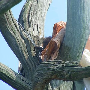 Molly the Bornean orangutan at Twycross Zoo, 30 April 2011