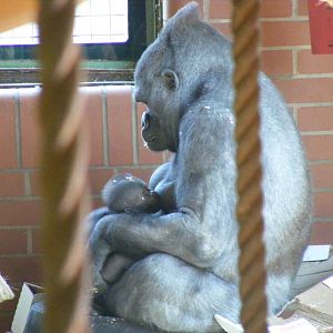 Ozala the gorilla with her baby at Twycross Zoo, 30 April 2011