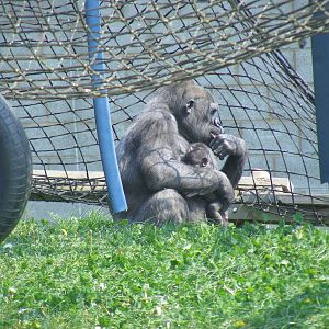 Ozala the gorilla with her baby  at Twycross Zoo, 30 April 2011