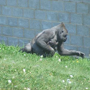 Ozala the gorilla with her baby at Twycross Zoo, 30 April 2011