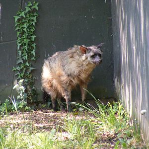 Aardwolf at Twycross Zoo, 30 April 2011