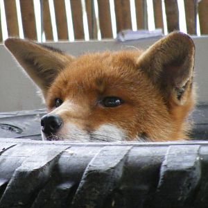 Annie the European red fox at Wickid Pets - Animal Adventure, 29 April 2011