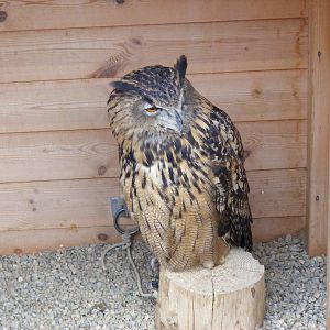 European eagle owl at Wickid Pets - Animal Adventure, 29 April 2011