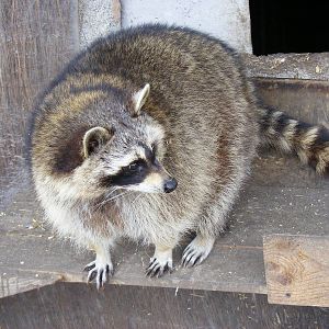 Raccoon at Wickid Pets - Animal Adventure, 29 April 2011
