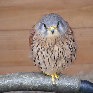 Kestrel at Wickid Pets - Animal Adventure, 29 April 2011