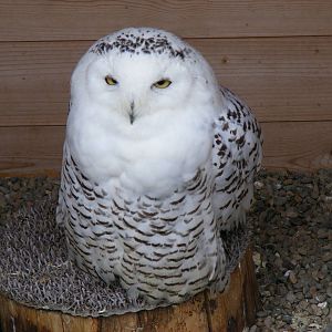 Snowy owl at Wickid Pets - Animal Adventure, 29 April 2011