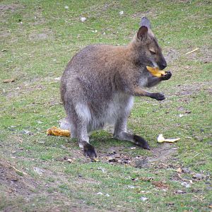 Bennett's wallaby at Wickid Pets - Animal Adventure, 29 April 2011