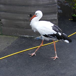Jarak the free-roaming white stork at Wickid Pets - Animal Adventure, 29 Ap