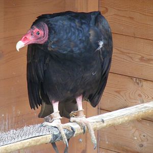 Turkey vulture at Wickid Pets - Animal Adventure, 29 April 2011