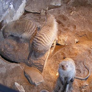 Banded mongooses at Wickid Pets - Animal Adventure, 29 April 2011