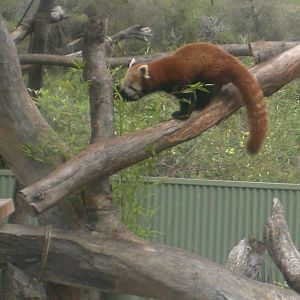 Red Panda