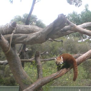 Red Panda