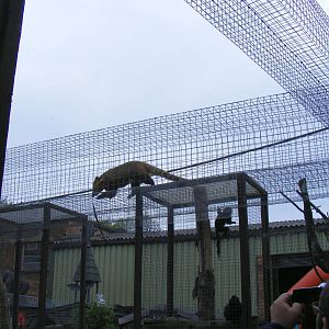 Some of the animal runs at Wickid Pets - Animal Adventure, 29 April 2011