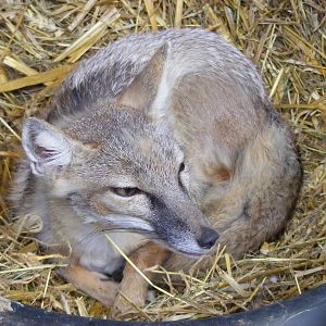 Ringo the corsac fox at Wickid Pets - Animal Adventure, 29 April 2011