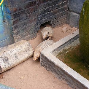 Dillon and Florence the six-banded armadilloes at Wickid Pets - Animal Adve