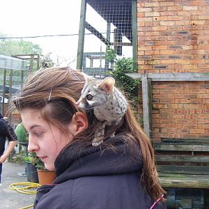 Young genet at Wickid Pets - Animal Adventure, 29 April 2011