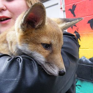 European red fox cub at Wickid Pets - Animal Adventure, 29 April 2011