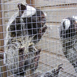 Common marmosets at Wickid Pets - Animal Adventure, 29 April 2011