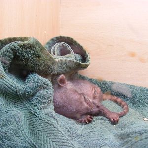 Coati kit at Wickid Pets - Animal Adventure, 29 April 2011