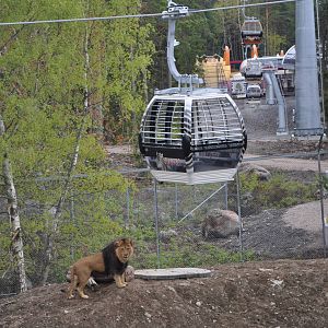 Safari Gondola 2 meters over lion male
