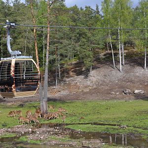 Safari - Axis Swamp at Savanha