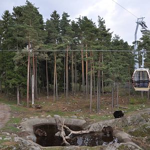 Safari - Bears taking a bath