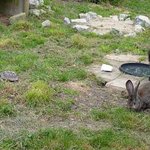 Giant Rabbit, Pygymy Goat and Hermans Tortoise at Secret World Wildlife Res
