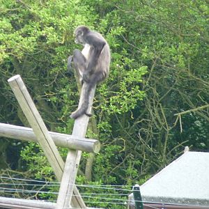Spider Monkey at Secret World Wildlife Rescue