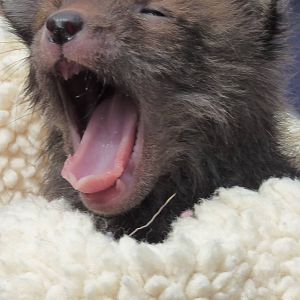Fox Cub at Secret World Wildlife Rescue