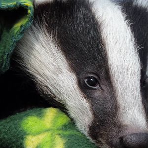Badger Cub at Secret World Wildlife Rescue