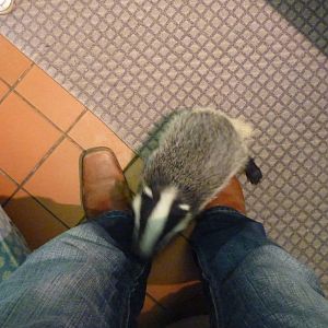 Badger on my Boots