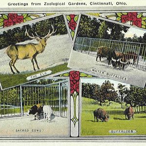 Sacred Cow Historic Post Card