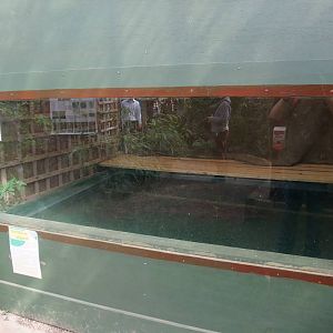 Caiman Exhibit at Long Sutton 25/04/11