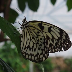 Wood Nymph at Long Sutton 25/04/11
