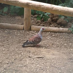 Speckled Pigeon at Long Sutton 25/04/11