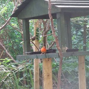 Madagascan Fody at Long Sutton 25/04/11
