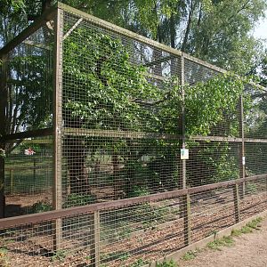 Raccoon Exhibit at Long Sutton 25/04/11
