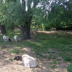 Somali Black-headed Sheep at Long Sutton 25/04/11