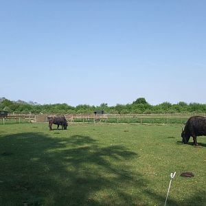 Water Buffalo Paddock at Long Sutton 25/04/11