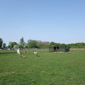 Sheep and Llama Paddocks at Long Sutton 25/04/11
